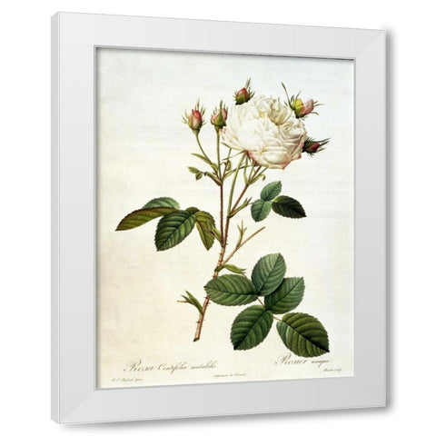 Rosa, Centifolia Mutabilis White Modern Wood Framed Art Print by RedoutÃ©, Pierre-Joseph