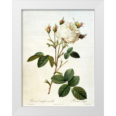 Rosa, Centifolia Mutabilis White Modern Wood Framed Art Print by RedoutÃ©, Pierre-Joseph