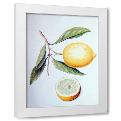 Citron White Modern Wood Framed Art Print by Ledoulx, Pierre
