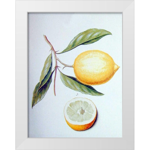 Citron White Modern Wood Framed Art Print by Ledoulx, Pierre
