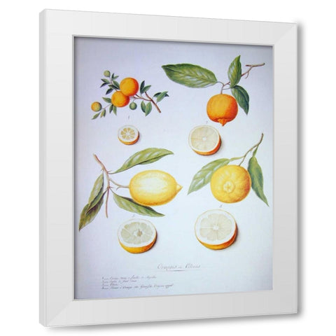 Citrons, Oranges and Lemons White Modern Wood Framed Art Print by Ledoulx, Pierre