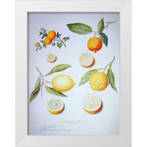 Citrons, Oranges and Lemons White Modern Wood Framed Art Print by Ledoulx, Pierre