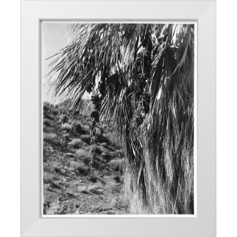 Fan Palm, Fruit, c 1910 White Modern Wood Framed Art Print by Anonymous