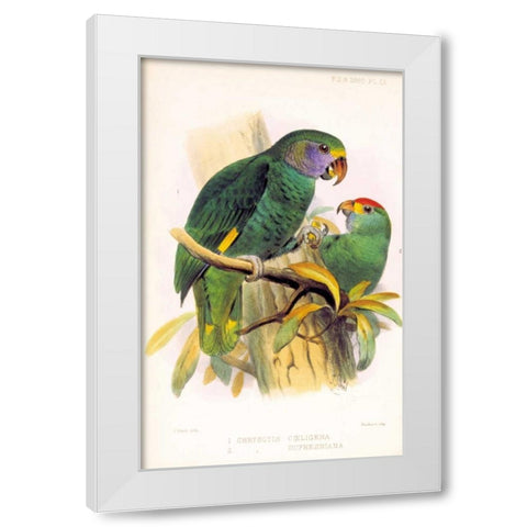 Parrots, Chrysotis White Modern Wood Framed Art Print by Smit, Joseph