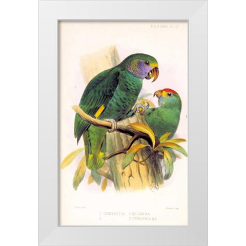 Parrots, Chrysotis White Modern Wood Framed Art Print by Smit, Joseph