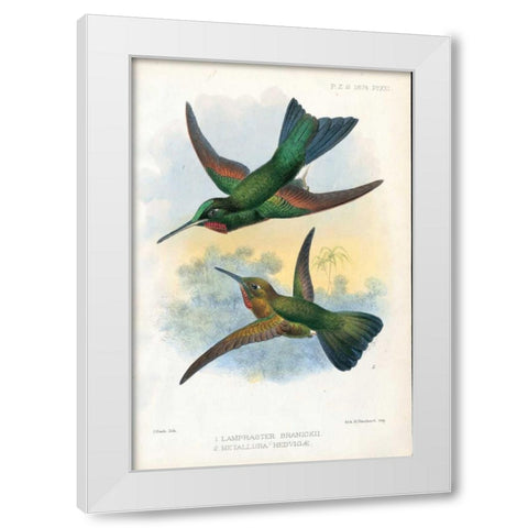 Humming Birds White Modern Wood Framed Art Print by Smit, Joseph