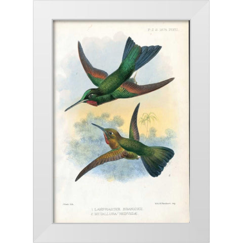 Humming Birds White Modern Wood Framed Art Print by Smit, Joseph