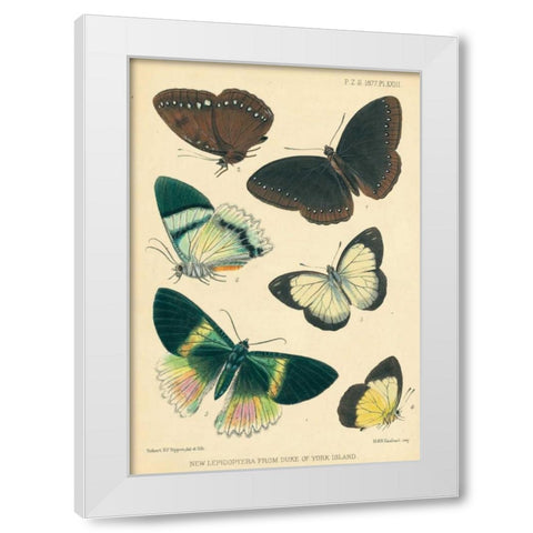 Butterflies, Duke of York Island White Modern Wood Framed Art Print by Smit, Joseph