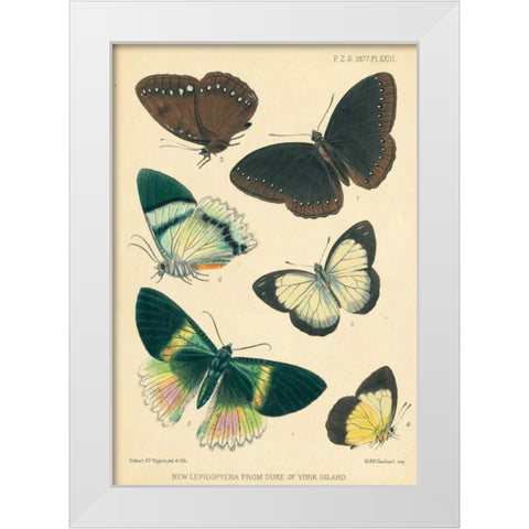 Butterflies, Duke of York Island White Modern Wood Framed Art Print by Smit, Joseph