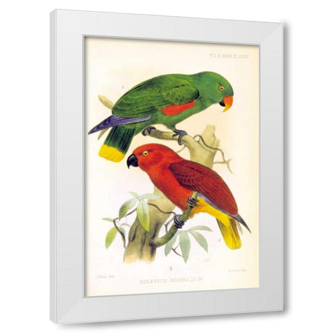 Parrots, Eclectus Riedelli White Modern Wood Framed Art Print by Smit, Joseph