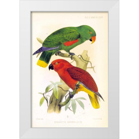 Parrots, Eclectus Riedelli White Modern Wood Framed Art Print by Smit, Joseph