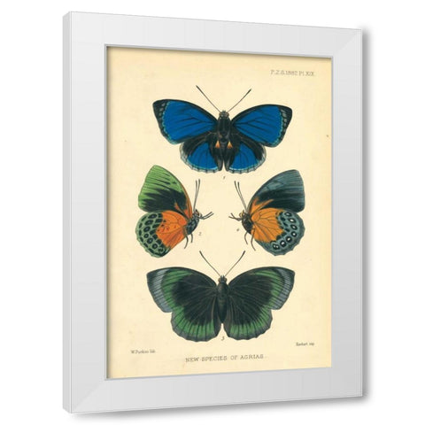 Butterflies, New species of Agrias White Modern Wood Framed Art Print by Smit, Joseph