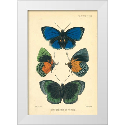 Butterflies, New species of Agrias White Modern Wood Framed Art Print by Smit, Joseph