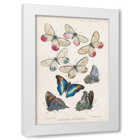 Exotic Butterflies White Modern Wood Framed Art Print by Butler, A G