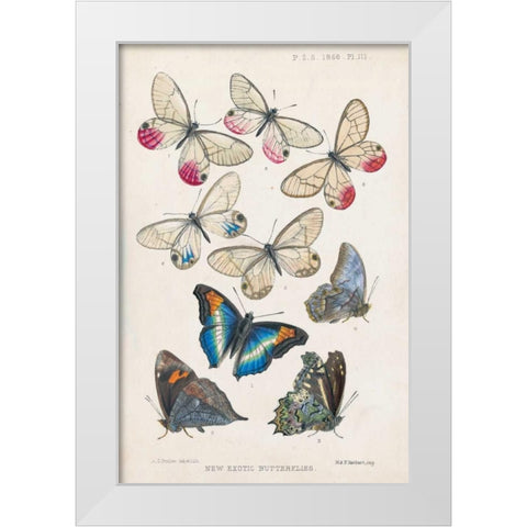Exotic Butterflies White Modern Wood Framed Art Print by Butler, A G