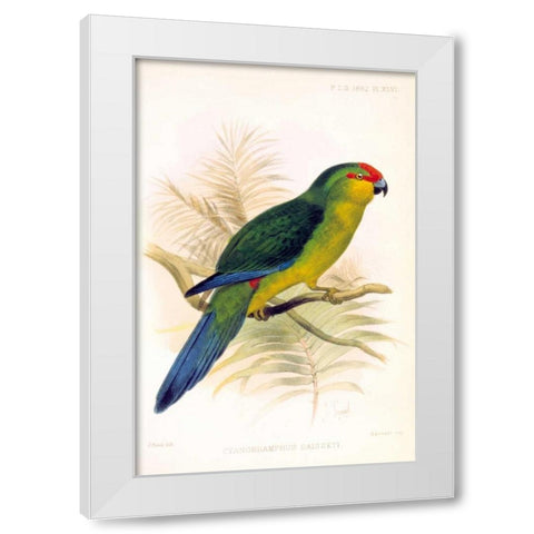 Parrot, Saisseti White Modern Wood Framed Art Print by Smit, Joseph