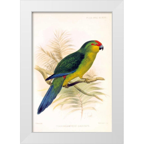 Parrot, Saisseti White Modern Wood Framed Art Print by Smit, Joseph