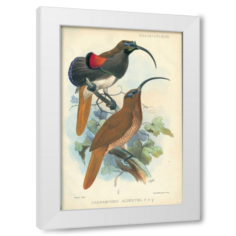Sicklebill, Bird of Paradise White Modern Wood Framed Art Print by Smit, Joseph