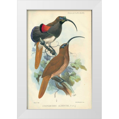 Sicklebill, Bird of Paradise White Modern Wood Framed Art Print by Smit, Joseph