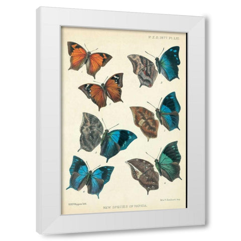 Butterflies, Paphia White Modern Wood Framed Art Print by Rippon, Robert