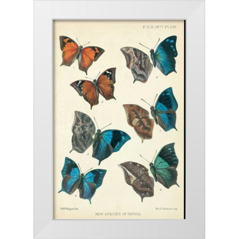 Butterflies, Paphia White Modern Wood Framed Art Print by Rippon, Robert