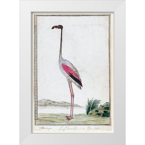 Flamingo White Modern Wood Framed Art Print by Gordon, Robert James