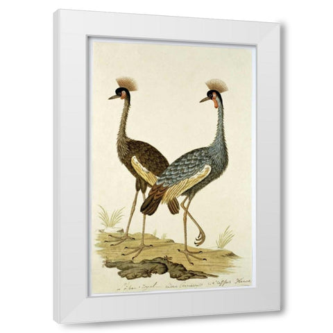 Royal Birds White Modern Wood Framed Art Print by Gordon, Robert J.
