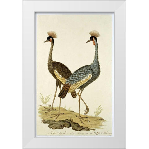 Royal Birds White Modern Wood Framed Art Print by Gordon, Robert J.