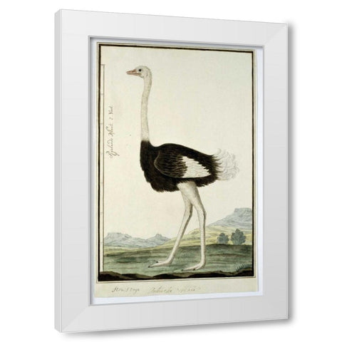 Ostrich White Modern Wood Framed Art Print by Gordon, Robert J.