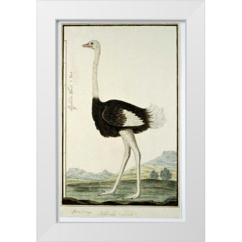 Ostrich White Modern Wood Framed Art Print by Gordon, Robert J.