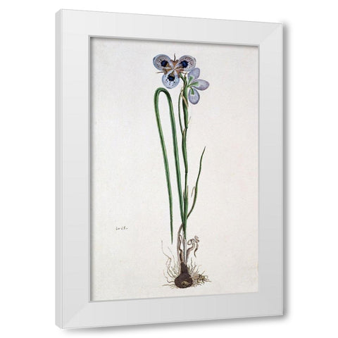 Iris White Modern Wood Framed Art Print by Gordon, Robert J.