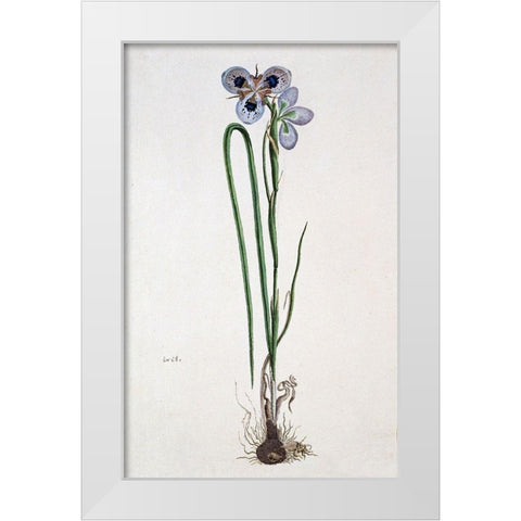 Iris White Modern Wood Framed Art Print by Gordon, Robert J.
