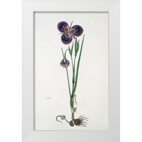 Iris White Modern Wood Framed Art Print by Gordon, Robert J.