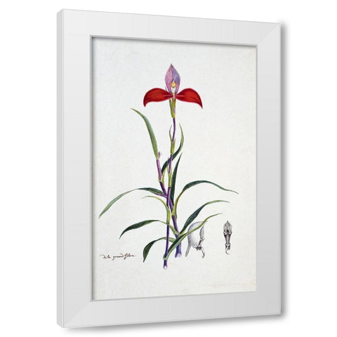 Orchid White Modern Wood Framed Art Print by Gordon, Robert J.
