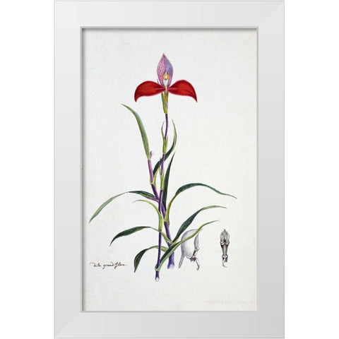 Orchid White Modern Wood Framed Art Print by Gordon, Robert J.