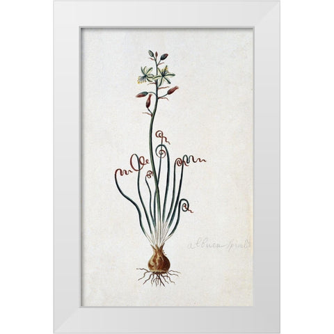Corkscrew Albuca White Modern Wood Framed Art Print by Gordon, Robert J.