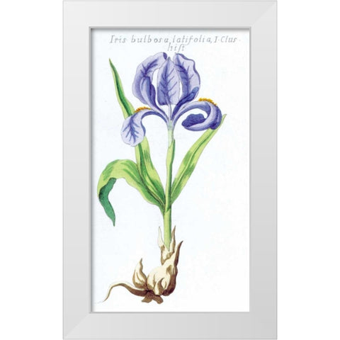 Iris Bulbosa Latifolia White Modern Wood Framed Art Print by Morison, Robert