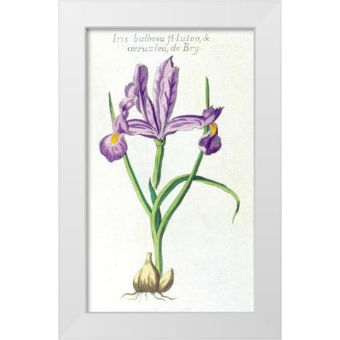 Iris Bulbosa Luteo White Modern Wood Framed Art Print by Morison, Robert
