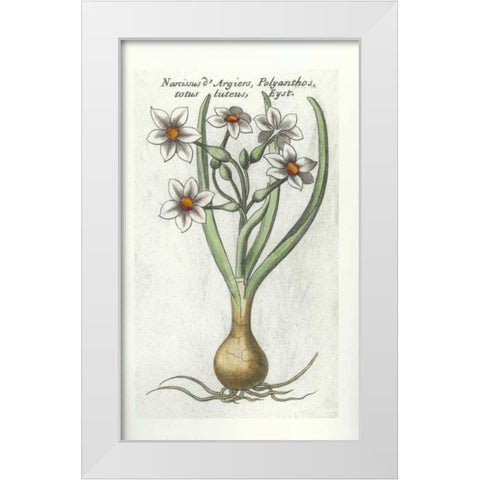 Narcissus DArgier White Modern Wood Framed Art Print by Morison, Robert