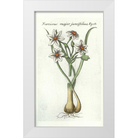 Narcissus Juncifolius White Modern Wood Framed Art Print by Morison, Robert