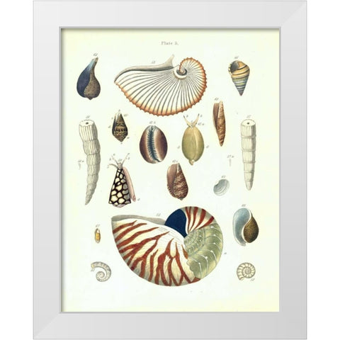 Shells, Plate 5 White Modern Wood Framed Art Print by Brookes, Samuel
