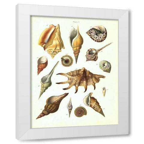 Shells, Plate 7 White Modern Wood Framed Art Print by Brookes, Samuel