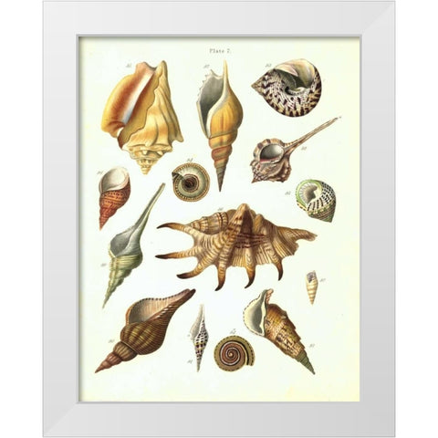 Shells, Plate 7 White Modern Wood Framed Art Print by Brookes, Samuel