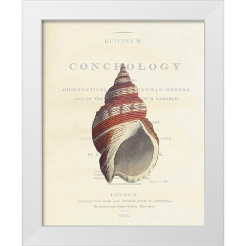 Shell, Buccinum Undatum White Modern Wood Framed Art Print by Brookes, Samuel