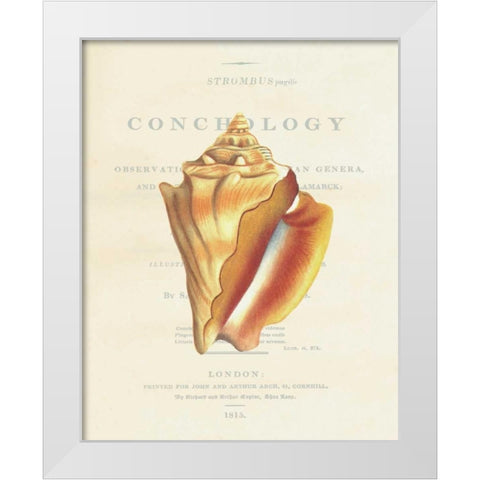 Shell, Strombus Pugilis White Modern Wood Framed Art Print by Brookes, Samuel