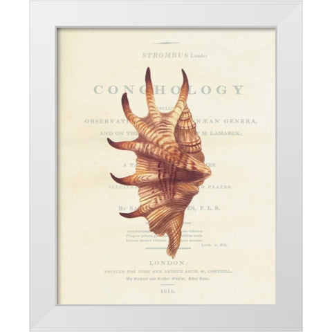 Shell, Strombus Lambis White Modern Wood Framed Art Print by Brookes, Samuel