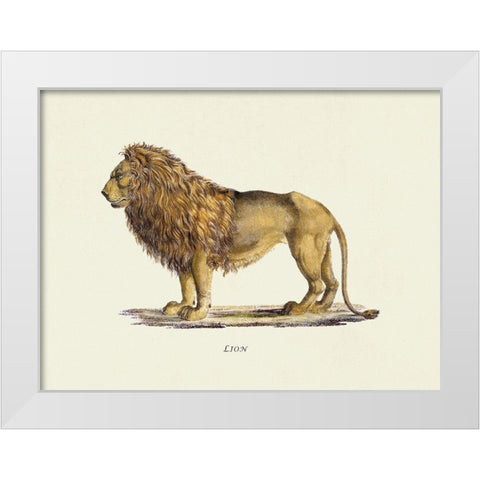 Lion White Modern Wood Framed Art Print by Schinz, Heinrich Rudolf