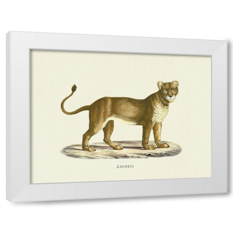 Lioness White Modern Wood Framed Art Print by Schinz, Heinrich Rudolf