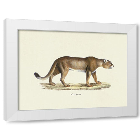 Cougar White Modern Wood Framed Art Print by Schinz, Heinrich Rudolf