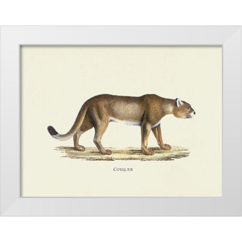 Cougar White Modern Wood Framed Art Print by Schinz, Heinrich Rudolf